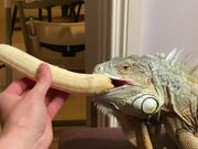 Dog Steals Banana From Iguana