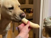 Dog Steals Banana From Iguana - Animals - Y8.COM