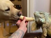 Dog Steals Banana From Iguana