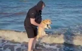 Dog Starts Paddling When Held Above Water
