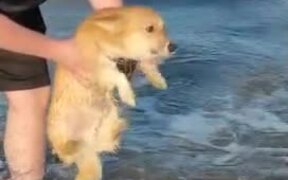 Dog Starts Paddling When Held Above Water - Animals - VIDEOTIME.COM