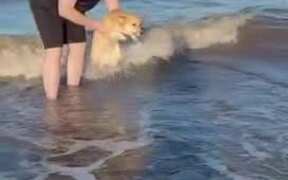 Dog Starts Paddling When Held Above Water