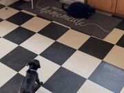Snappy Little Puppy Barks at Big Cat
