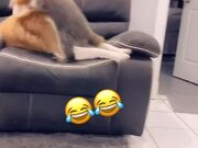 Raccoon Playfully Tackles Dog Off Couch
