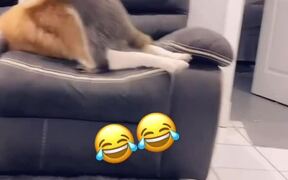 Raccoon Playfully Tackles Dog Off Couch - Animals - VIDEOTIME.COM