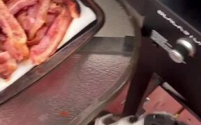 Dog Wants Bacon Straight From the Grill