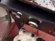 Dog Wants Bacon Straight From the Grill - Animals - Y8.COM