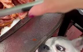 Dog Wants Bacon Straight From the Grill - Animals - VIDEOTIME.COM