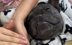 French Bulldog Gets the Best Pampering