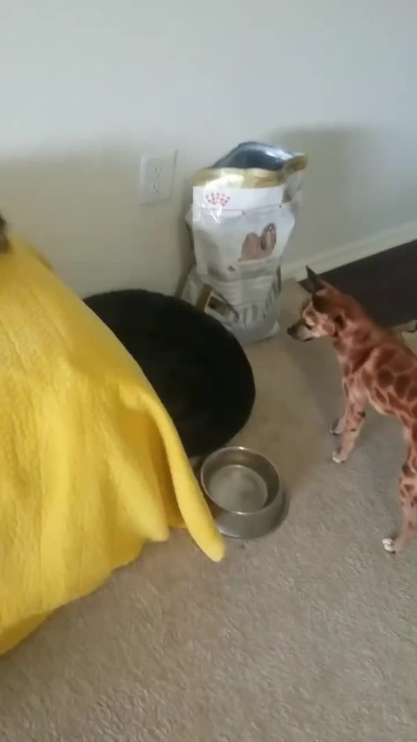 Dog and Ferret Chase Each Other Around the House