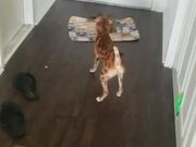 Dog and Ferret Chase Each Other Around the House