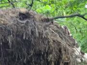 Springer Spaniel Climbs on Top of Uprooted Tree