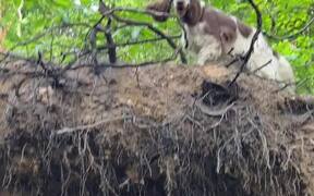 Springer Spaniel Climbs on Top of Uprooted Tree - Animals - VIDEOTIME.COM