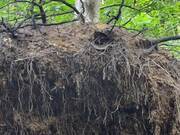 Springer Spaniel Climbs on Top of Uprooted Tree