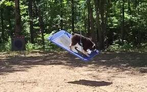 Dog Enjoys Riding On Swing - Animals - VIDEOTIME.COM