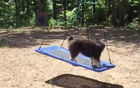 Dog Enjoys Riding On Swing - Animals - VIDEOTIME.COM