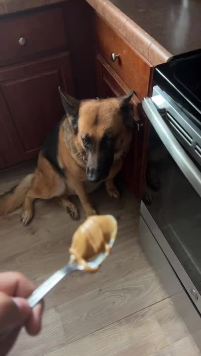 Dog Grabs Spoon With Peanut Butter