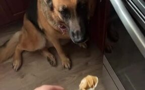 Dog Grabs Spoon With Peanut Butter