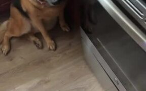 Dog Grabs Spoon With Peanut Butter - Animals - VIDEOTIME.COM