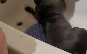 Dog Playfully Rolls in Bathtub - Animals - VIDEOTIME.COM