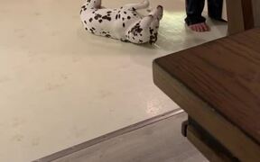 Adorable Dog Asks Owner For Pets - Animals - VIDEOTIME.COM