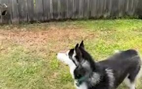 Adorable Husky Tries To Play With Butterflies - Animals - VIDEOTIME.COM