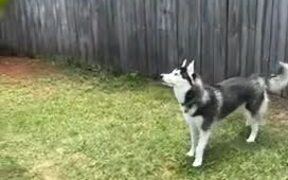 Adorable Husky Tries To Play With Butterflies - Animals - VIDEOTIME.COM