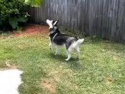 Adorable Husky Tries To Play With Butterflies