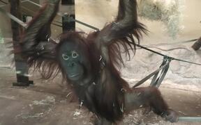 Mother Orangutan Takes Care of 2 Baby Orangutans - Animals - VIDEOTIME.COM