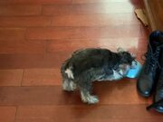 Puppy Plays With Empty Food Bowl