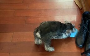 Puppy Plays With Empty Food Bowl - Animals - VIDEOTIME.COM