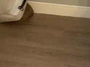 Confused Dog Runs as it Gets Stuck Under a Box