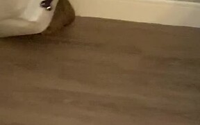 Confused Dog Runs as it Gets Stuck Under a Box - Animals - VIDEOTIME.COM