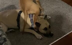 Dog Annoys Another Dog and Gets Into Fight - Animals - VIDEOTIME.COM