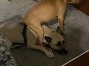 Dog Annoys Another Dog and Gets Into Fight