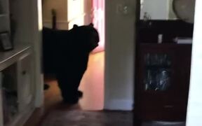 Person Commands Bear To Get Out Of Their House - Animals - VIDEOTIME.COM