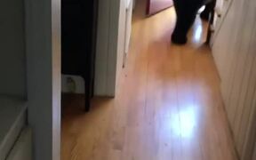 Person Commands Bear To Get Out Of Their House