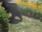 Person Commands Bear To Get Out Of Their House