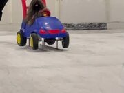 Dog Enjoys Ice Skating With Owner