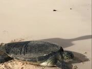 Guy Helps Turtle on Beach By Flipping it