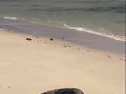 Guy Helps Turtle on Beach By Flipping it