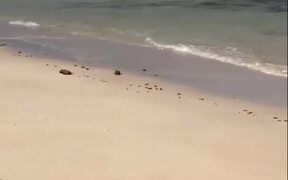 Guy Helps Turtle on Beach By Flipping it - Animals - VIDEOTIME.COM