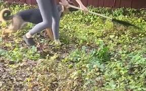 Dog Grabs Garden Rake From Womans Hand & Runs Away - Animals - VIDEOTIME.COM