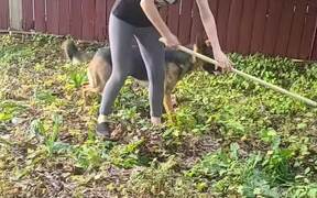 Dog Grabs Garden Rake From Womans Hand & Runs Away - Animals - VIDEOTIME.COM