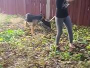 Dog Grabs Garden Rake From Womans Hand & Runs Away