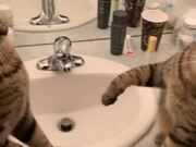 Cats Fight Over Sink as Owner Tries to Stop Them