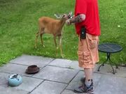 Man Feeds Baby Deer in Backyard