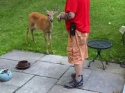 Man Feeds Baby Deer in Backyard