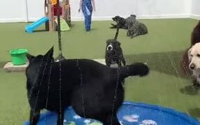 Police Dog Dances in Sprinkler During Group Play