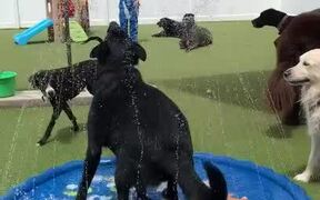 Police Dog Dances in Sprinkler During Group Play - Animals - VIDEOTIME.COM